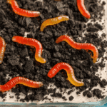 Keto Oreo Dirt Cake topped with crushed cookie crumbs and sugar-free gummy worms for a festive holiday dessert.